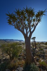 Köcherbaum (aloe dichotoma) im Namib Naukluft Park in Namibia