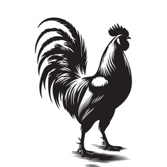 rooster isolated on white background