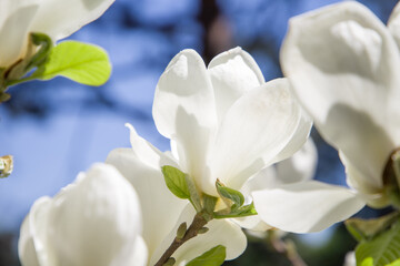 Beautiful white magnolia blossom in spring garden, close up