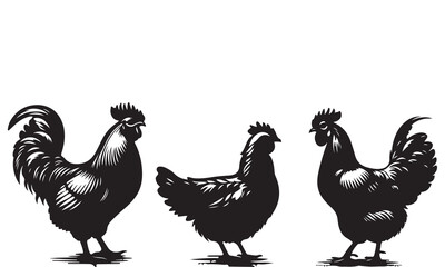 rooster and hen vector