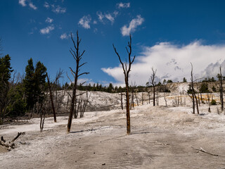 Dead and dying trees due to the heaet and sulphur content among the hot water springs near the Painted Pots area of Yellowstone National Park
