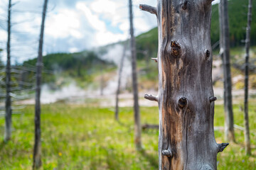 Bare and dying trees in the thermal hot spring area of the Painted Pots In Yellowstone dying due to heat and the sulphur contaminated waters of the area