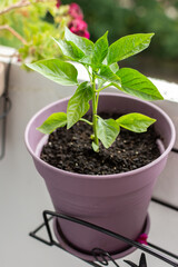 Enjoy homegrown, pesticide-free vegetables by cultivating peppers and other crops in containers on your apartment balcony or terrace, promoting a healthy and eco-friendly lifestyle