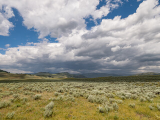Sagebrush and other grasses grow on the wide open fields of a large plot of land in Wyoming near Yellowstone with Blue sky and Big clouds