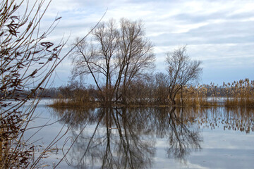 reflection of trees in water