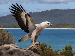 Majestic White-Bellied Sea Eagle Soaring Over Coastal Landscape in Blue Sky