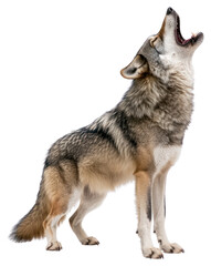 PNG Wolf is standing and howling wildlife animal photography.