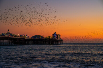 The wonders of the murmuration at sunset at Brighton Pier