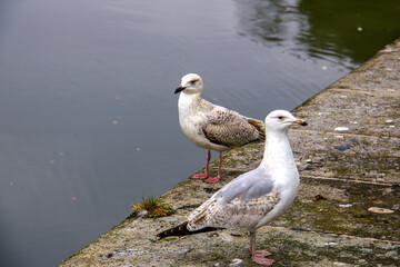 Seagulls, Canal, Water, Ocean, Sea, Ireland, Seabirds