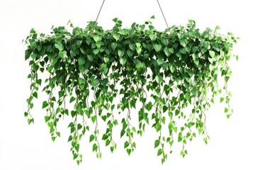 Three-Dimensional Rendering of Isolated Climbing Foliage Plant with Lush Green Ivy