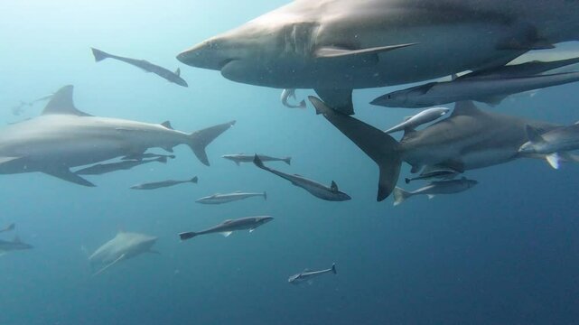 Oceanic blacktip sharks swimming smoothly near aliwal shoal, accompanied by remoras and small fish, revealing intricate marine life interactions