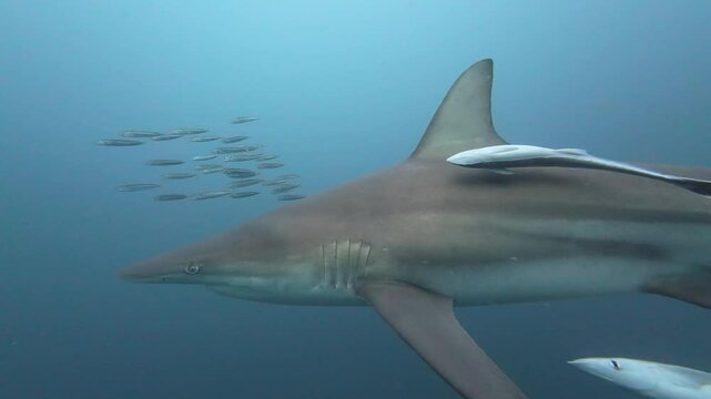 Blacktip sharks swimming alongside symbiotic remoras through vibrant blue waters of aliwal shoal, revealing marine ecosystem interactions in south african coastal environment