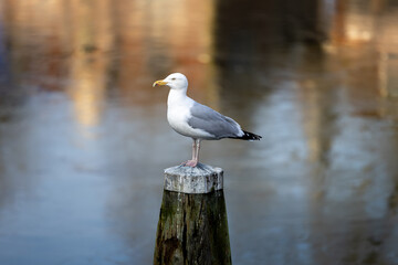Seagull Perched on Wooden Post by the Water
