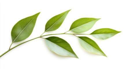 A close-up of vibrant green leaves against a clean white background, perfect for projects related to nature, health, or sustainability themes