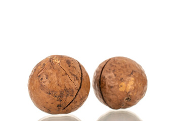 Several macadamia nuts, close-up, isolated on a white background.