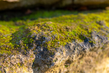 Texture of green moss growing on a stone surface in natural light during a sunny afternoon in the park