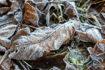 Frost-covered leaves blanket the ground in a serene winter landscape during early morning light