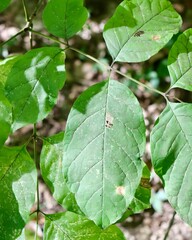 A close view of the green leaves on the branch.