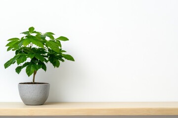 Green Plant in Gray Pot on Shelf - A small green plant in a light gray pot sits on a light wooden shelf against a white wall.