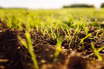 Young wheat seedlings growing in a field. Young green wheat growing in soil. Close up on sprouting rye agricultural on a field. Agriculture concept