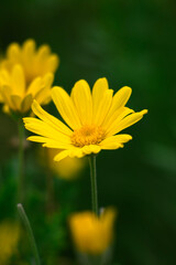 yellow flower in the garden