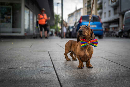 Dashing Dachshund in a Rainbow Bow Tie Strolls Down a City Street