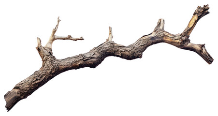 PNG A Dry branch of dead tree with cracked dark bark wood isolated driftwood.