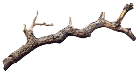 PNG A Dry branch of dead tree with cracked dark bark wood isolated driftwood.