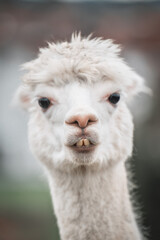 Fototapeta premium A humorous close-up view of a white alpaca's face showcasing its expressive features. Ideal for showcasing humor, wildlife, or farm animal concepts.