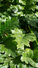 Shade plants garden around large green leaves