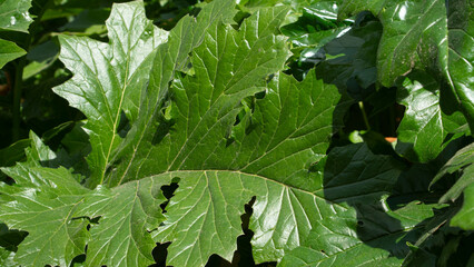 Shade plants garden around large green leaves