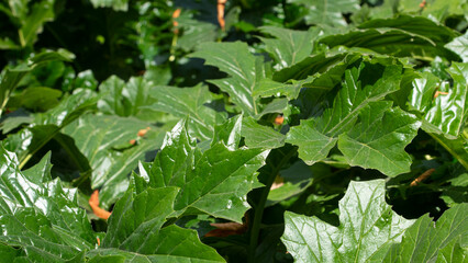 Shade plants garden around large green leaves
