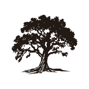 A minimalist and elegant oak tree logo, symbolizing strength, stability, and longevity. This vector illustration features a detailed oak tree with spreading branches and deep roots, making it perfect 