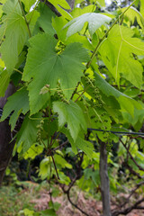 Little winegrapes on a bush, Madeira, Portugal