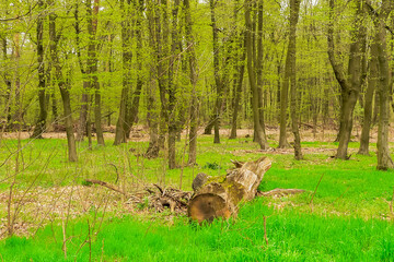 Spring scenery, the first greenery in the park