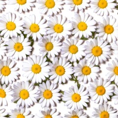 Fototapeta premium Chamomile flowers collection on white. Set of colorful Chamomile or Daisy flowers background, top view. Floral pattern.