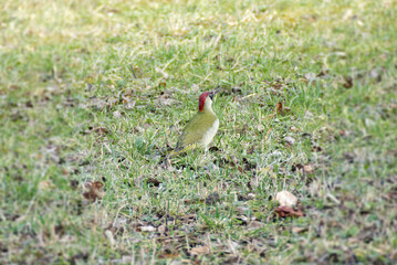 European green woodpecker (Picus viridis) sitting on the ground in Zurich, Switzerland