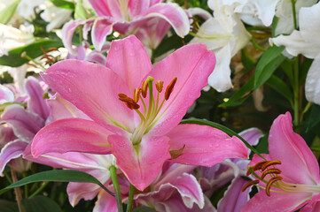 White and pink lilies bloom in summer. Garden lily with white and pink petals in summer. Close-up photo