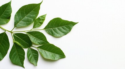 Obraz premium Vibrant green leaves on a twig against a white background. The rich color and simple composition create a serene and natural mood.