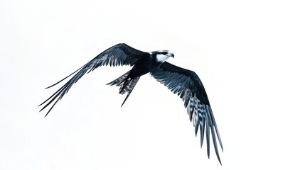 Osprey in flight, white background, wildlife, nature