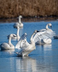 Swans in a serene lake spreading wings.
