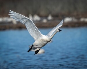 Majestic swan in flight over tranquil lake