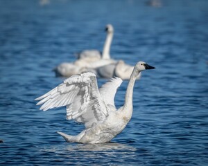 Swan with Wings Spread on a Serene Lake