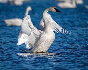 Graceful swan on a serene blue lake. © Wirestock