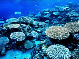 Obraz premium Deep Blue Sea & Shallow Lagoon 