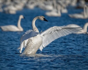 Swan with Wings Spread on Blue Lake