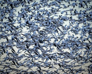 Flock of Snow Geese in Flight