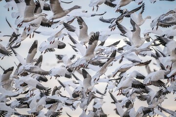 Flock of Snow Geese in Flight
