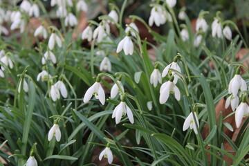 white crocus flowers
