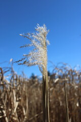 dry reed in the wind